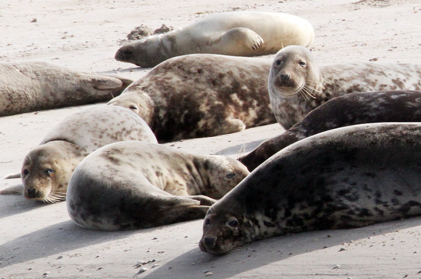 Groep zeehonden in werelderfgoed Waddenzee