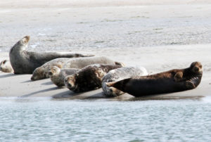Zeehonden op het wad