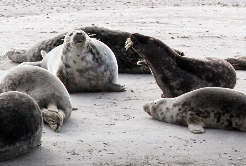 Grijze zeehonden spelen samen nabij Texel