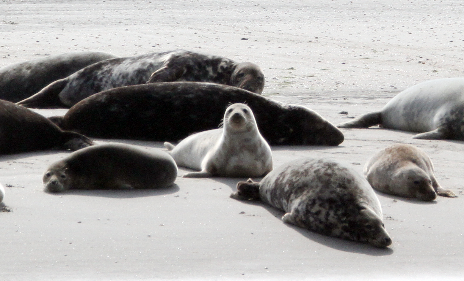 Nieuwsgierige zeehonden kijkt om zich heen