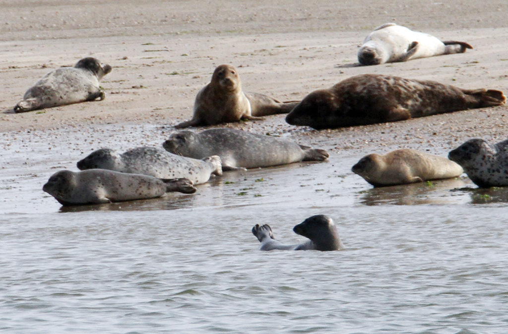 Zeehonden op Texel genieten van zee en zandplaat De Bollen