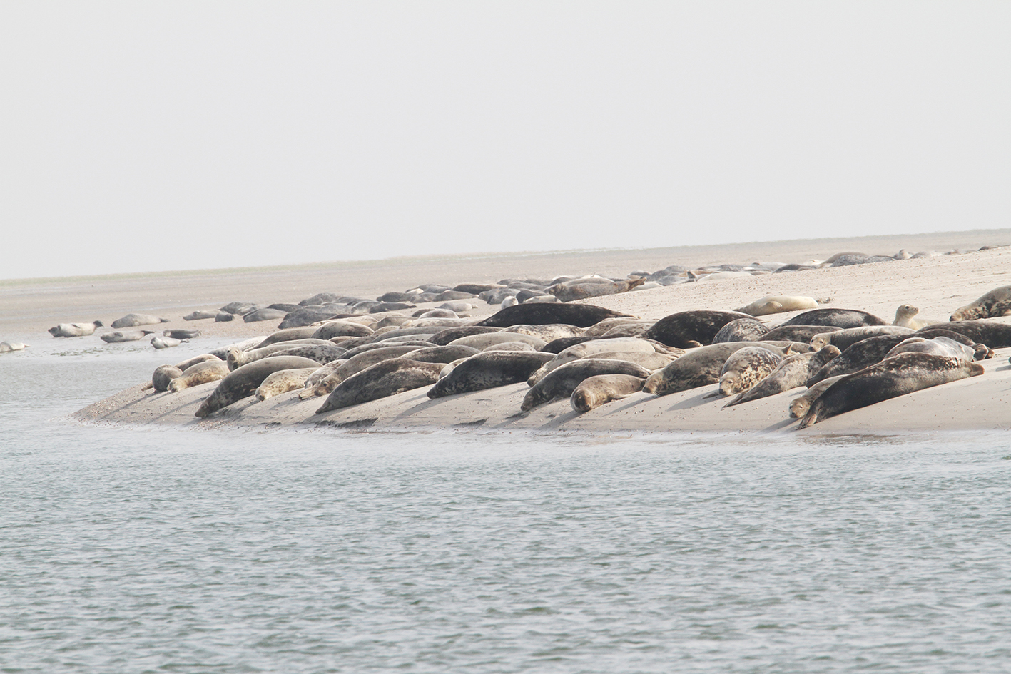 Groep zeehonden bij Texel tijdens Texelse zeehonden tocht