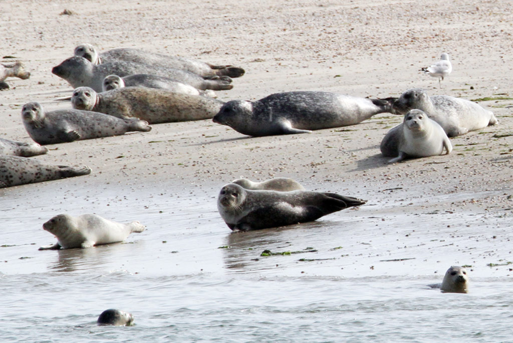 Zeehonden op het wad bij Texel