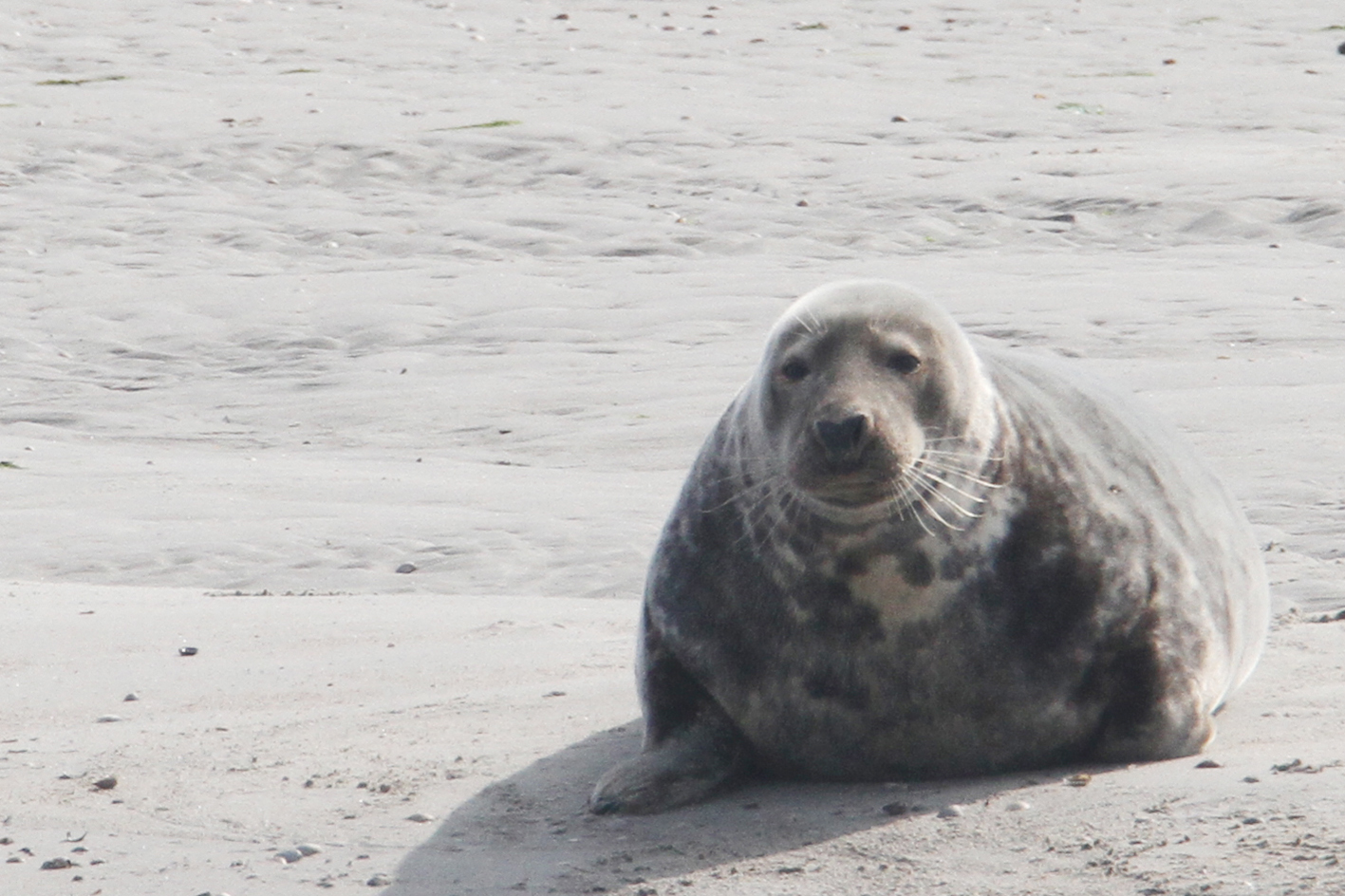 Grijze zeehond Texel ligt te genieten op de zandplaat van De Razende Bol