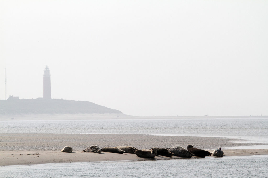 Texelse zeehonden op het wad bij de Texelse vuurtoren
