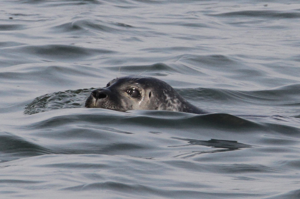Grijze zeehond zwemt voor de kust van Texel