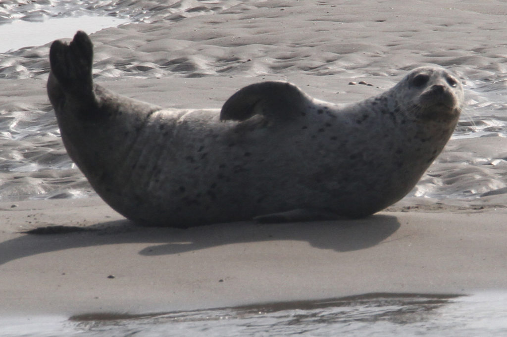 Zwaaiende grijze zeehond Texel