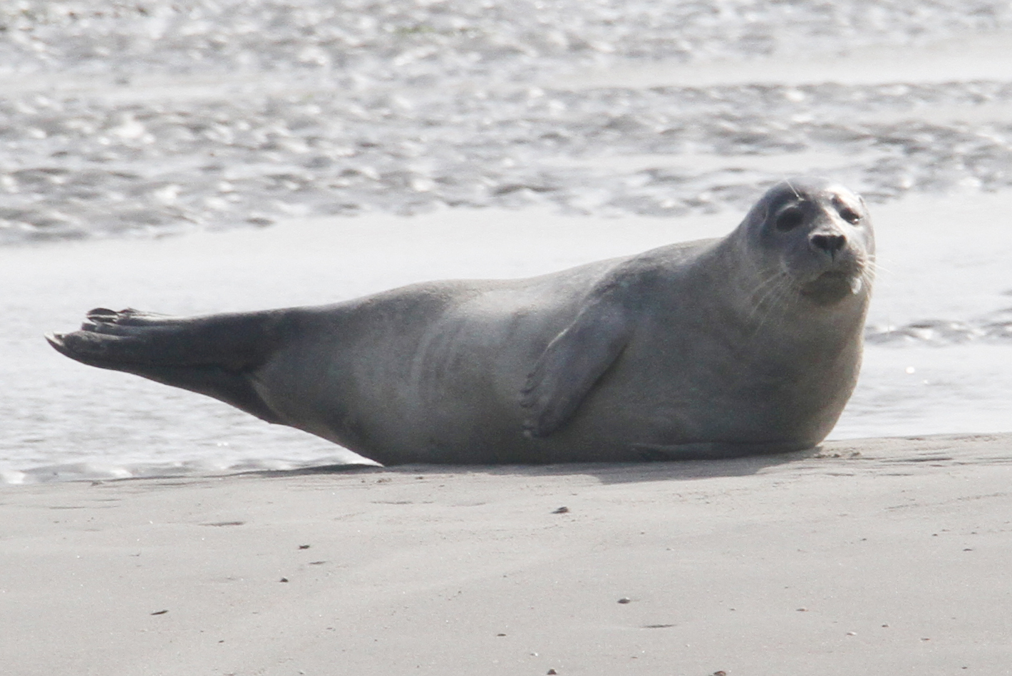Grijze zeehond voor de kust van Texel