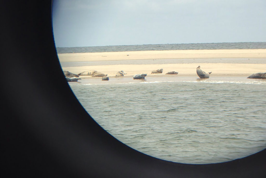 Zeehonden bekijken door de verrekijker